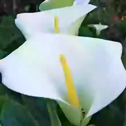 Zantedeschia